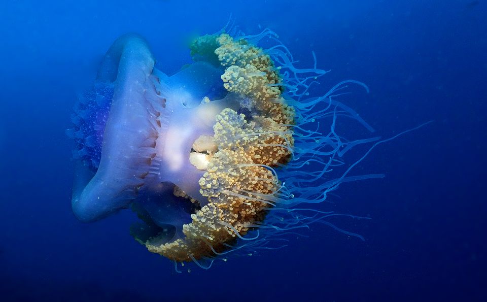 12th WIMOSA Scientific Symposium Side Event